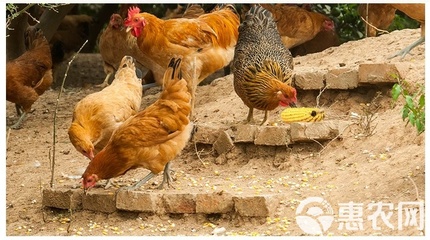 正宗農(nóng)家散養(yǎng)土雞蛋 現(xiàn)撿現(xiàn)發(fā)，批發(fā)與擔(dān)保服務(wù)